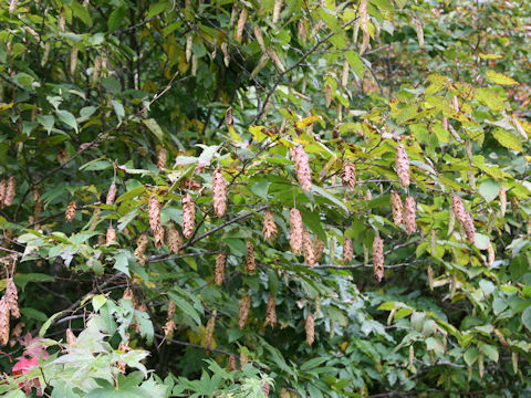 Carpinus japonica