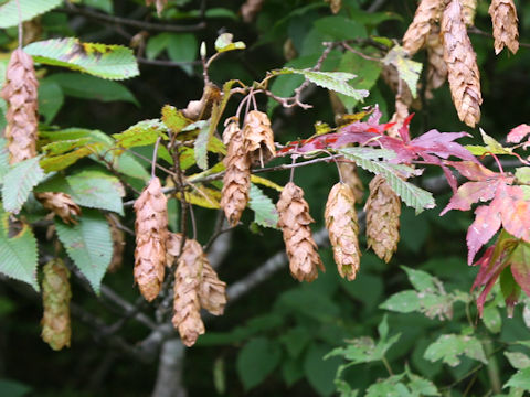 Carpinus japonica