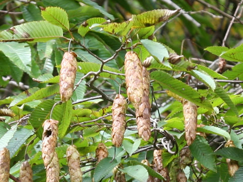 Carpinus japonica