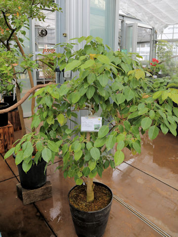Acer itoanum