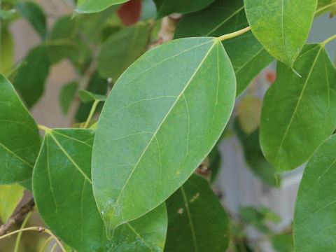 Acer itoanum