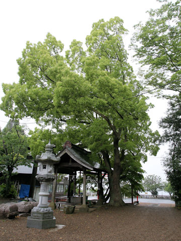 Cinnamomum camphora