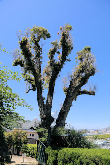 Cinnamomum camphora