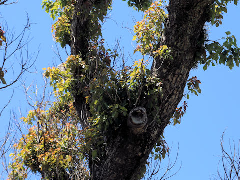 Cinnamomum camphora