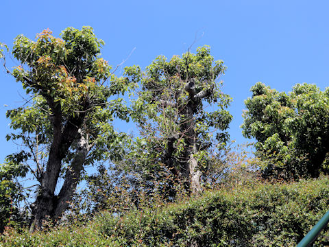 Cinnamomum camphora