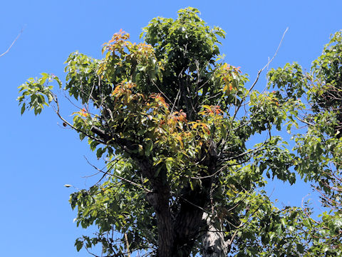 Cinnamomum camphora