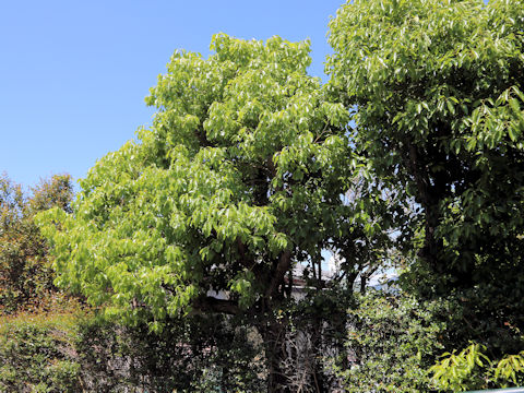 Cinnamomum camphora