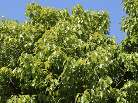 Cinnamomum camphora
