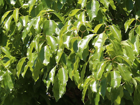 Cinnamomum camphora