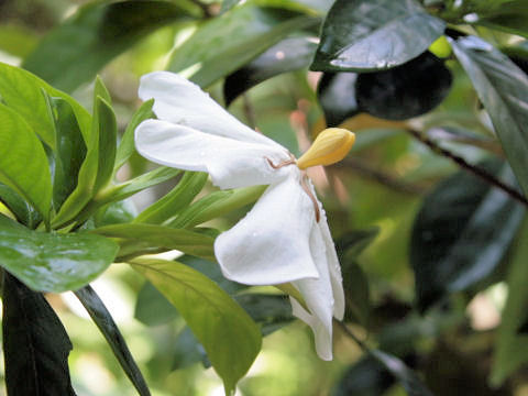 Gardenia jasminoide