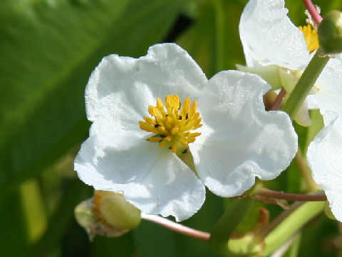Sagittaria trifolia var. edulis