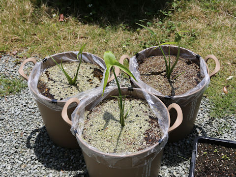 Sagittaria trifolia ssp. leucopetala