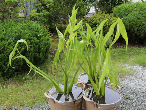Sagittaria trifolia ssp. leucopetala