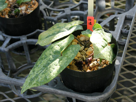 Asarum kumageanum