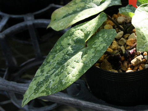 Asarum kumageanum