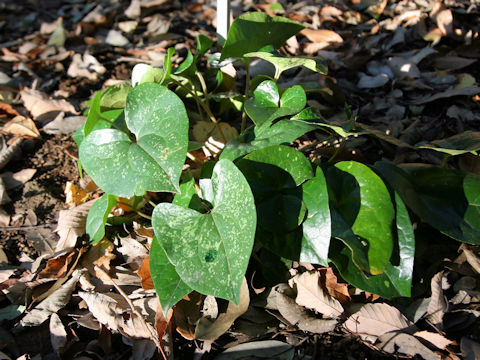 Asarum kumageanum