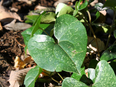 Asarum kumageanum