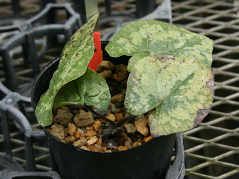 Asarum kumageanum