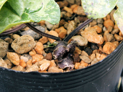 Asarum kumageanum