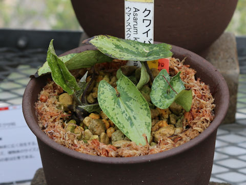 Asarum kumageanum