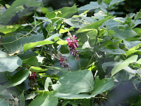 Pueraria lobata