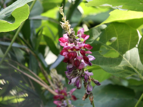 Pueraria lobata