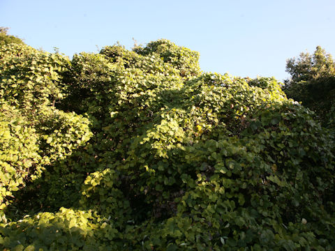 Pueraria lobata