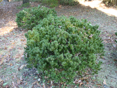 Taxus cuspidata var. nana