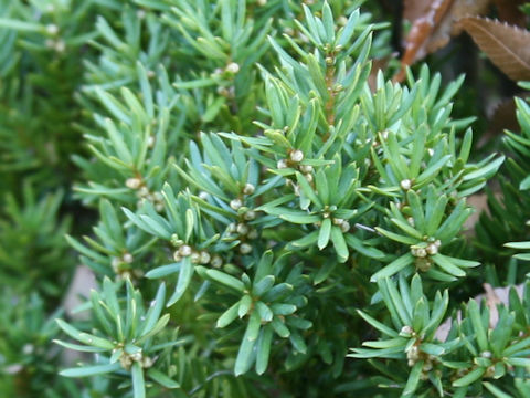 Taxus cuspidata var. nana