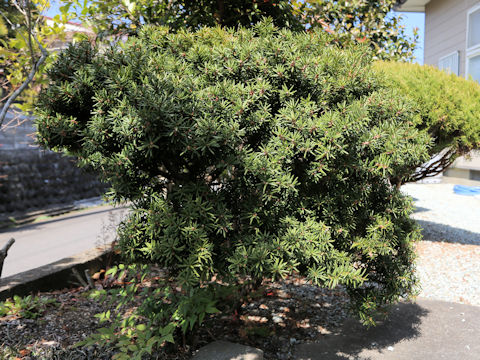 Taxus cuspidata var. nana
