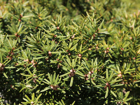 Taxus cuspidata var. nana