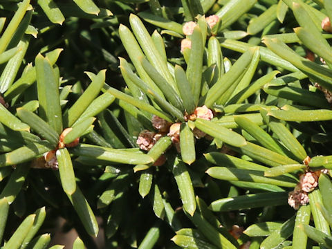 Taxus cuspidata var. nana