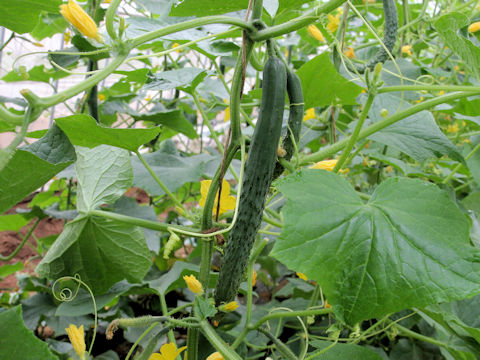 Cucumis sativus cv. cv. Chikanari Suyo