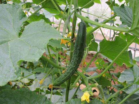 Cucumis sativus cv. Natsu Sango