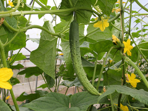 Cucumis sativus cv. Kaga Fushinari