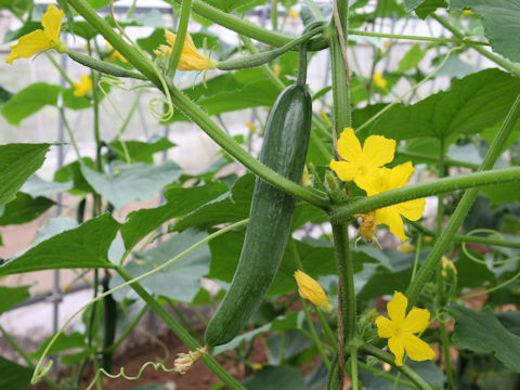 Cucumis sativus cv. Freedom Roji 1gou