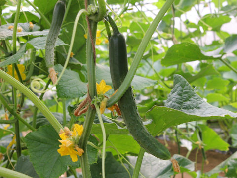 Cucumis sativus cv. Miyama Jihai