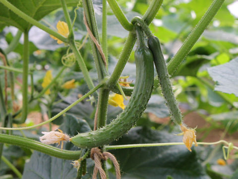 Cucumis sativus cv. Tsubasa