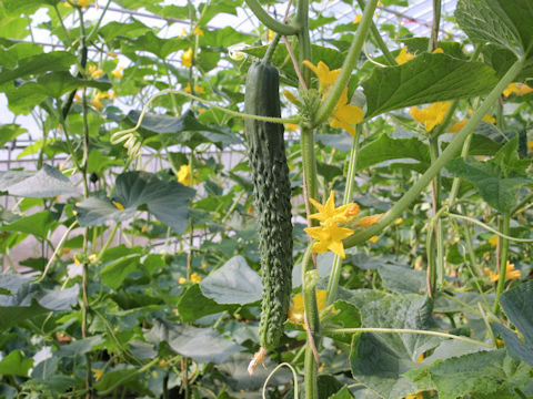 Cucumis sativus cv. Kuro Sango