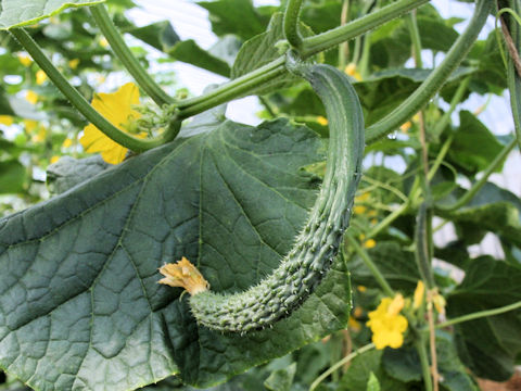 Cucumis sativus cv. Suyo