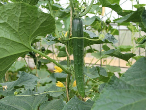 Cucumis sativus cv. Nana-hikari