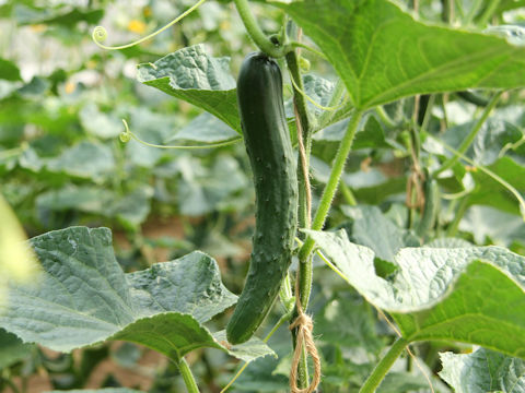 Cucumis sativus cv. Hokkiko JP