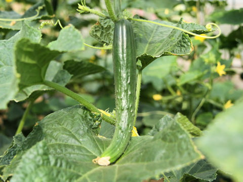 Cucumis sativus cv. Hokushin