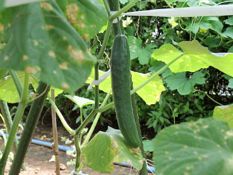 Cucumis sativus cv. Narunaru