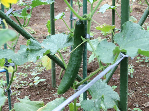 Cucumis sativus cv. Senju