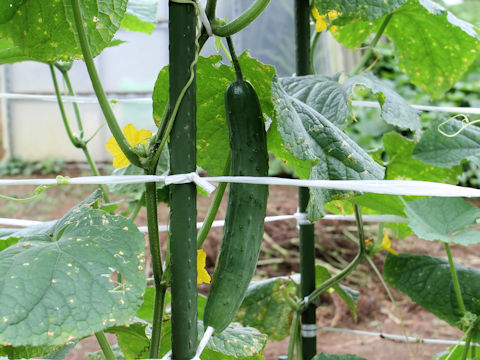 Cucumis sativus cv. NK-102