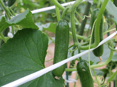 Cucumis sativus cv. Dokanari Sennari