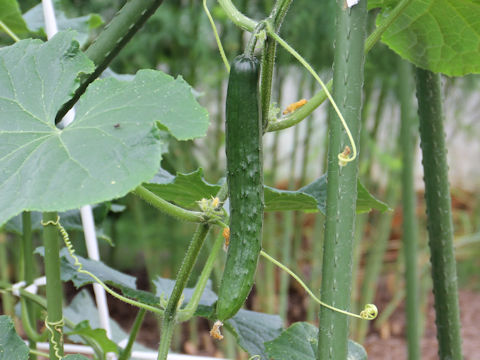 Cucumis sativus cv. Natsu Suzumi