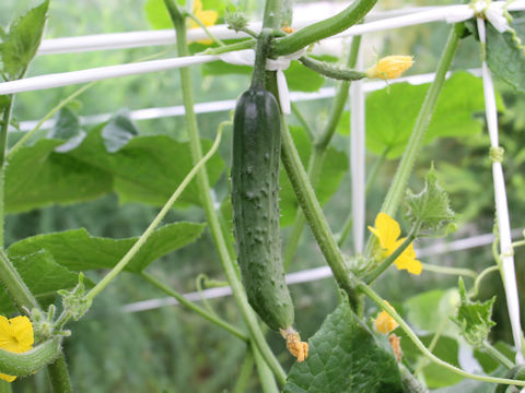 Cucumis sativus cv. Gurken