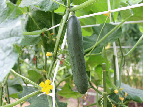 Cucumis sativus cv. Pinocchio